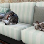 Запись: Обзор дополнения «The Sims 4: Кошки и собаки»