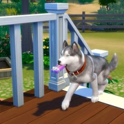 Запись: Продолжительность жизни питомцев в «The Sims 4: Кошки и собаки»