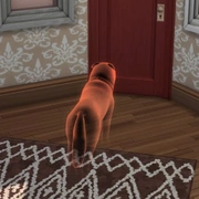 Запись: Как заставить питомца повзрослеть или воскресить его в «The Sims 4: Кошки и собаки»