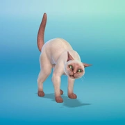 Запись: Что делать, если питомец постоянно напуган