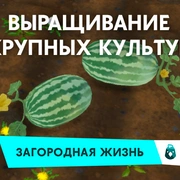 Запись: Крупные культуры в «The Sims 4 Загородная жизнь»