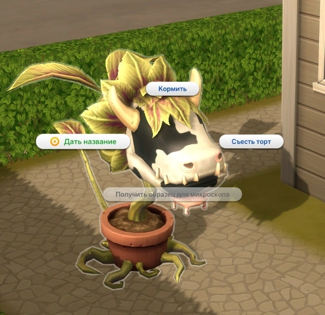 переименовать жвачное растение