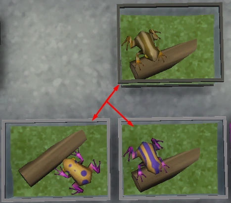 итог размножения лягушек