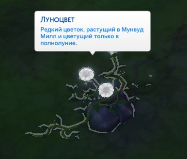 растение луноцвет