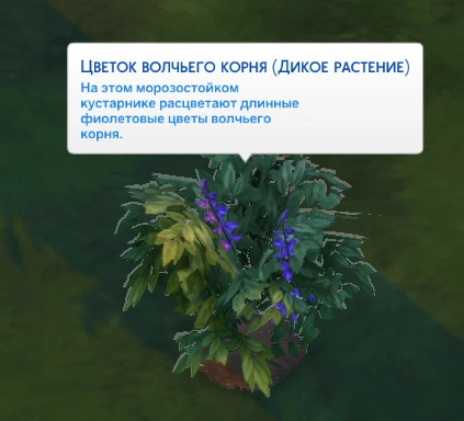 цветок волчьего корня